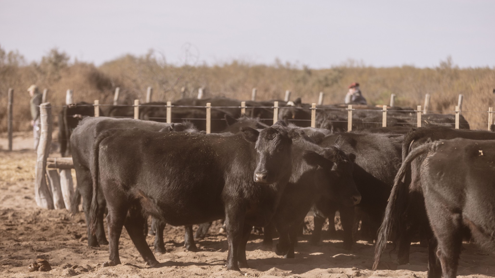 Nutrición intensiva en la cría